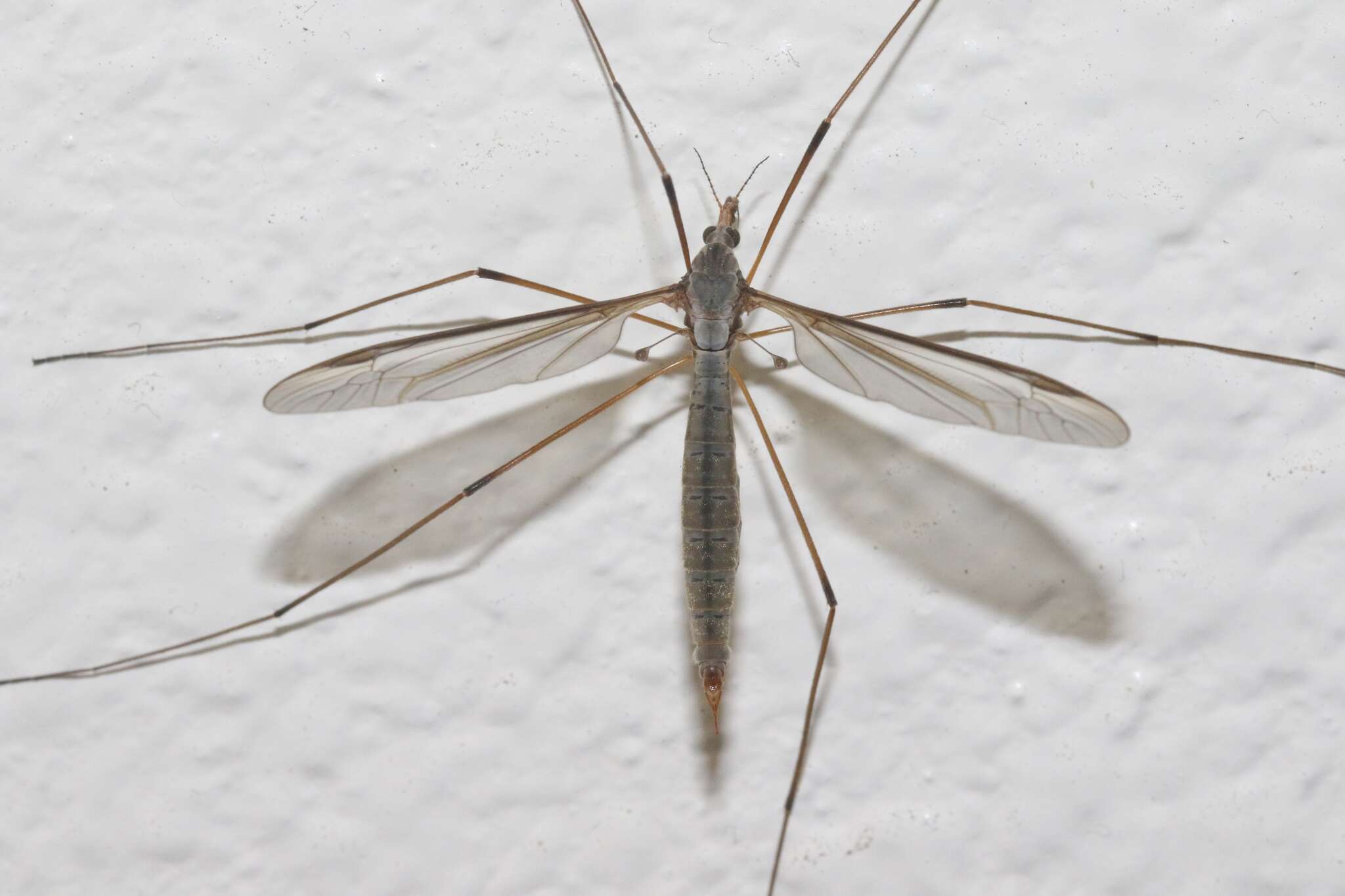 Image of Marsh crane fly