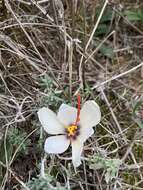 Image de Crocus cartwrightianus Herb.