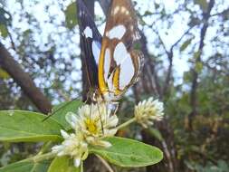 Image of Irenia Metalmark