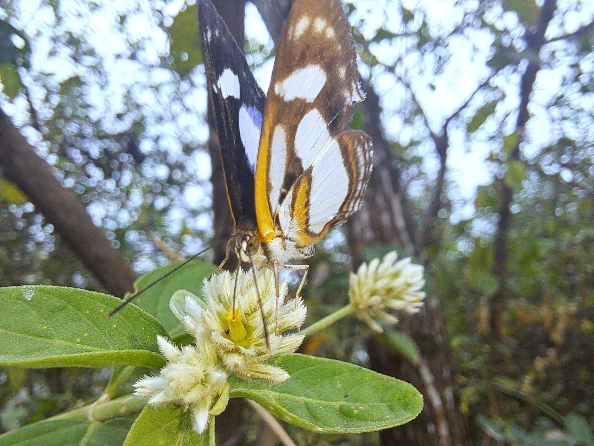 Image of Irenia Metalmark