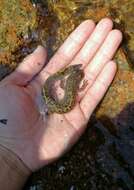 Image of Sichuan salamanders