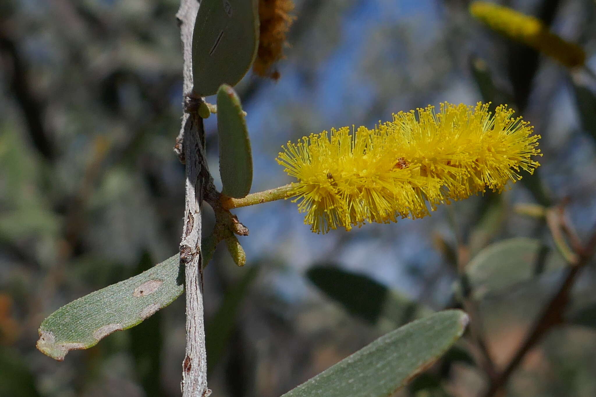 Image of Mulga