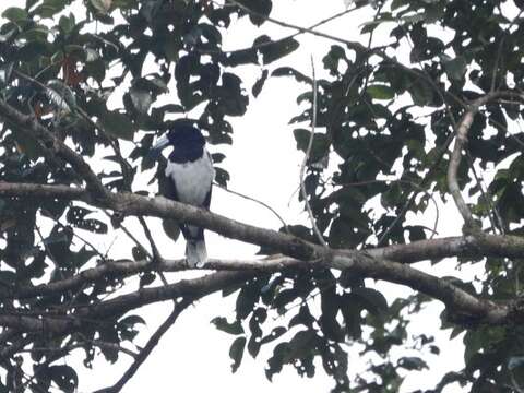 Image of Hooded Butcherbird