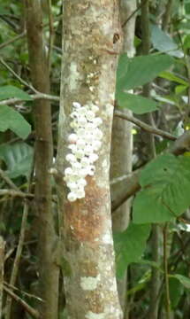 Image of Florida Applesnail