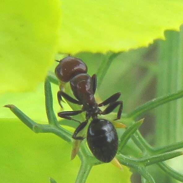 Image of <i>Camponotus ruber</i>