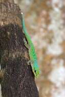 Phelsuma guttata Kaudern 1922 resmi