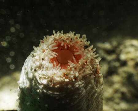 Image of Holothuria (Thymiosycia) conusalba Cherbonnier & Féral 1984