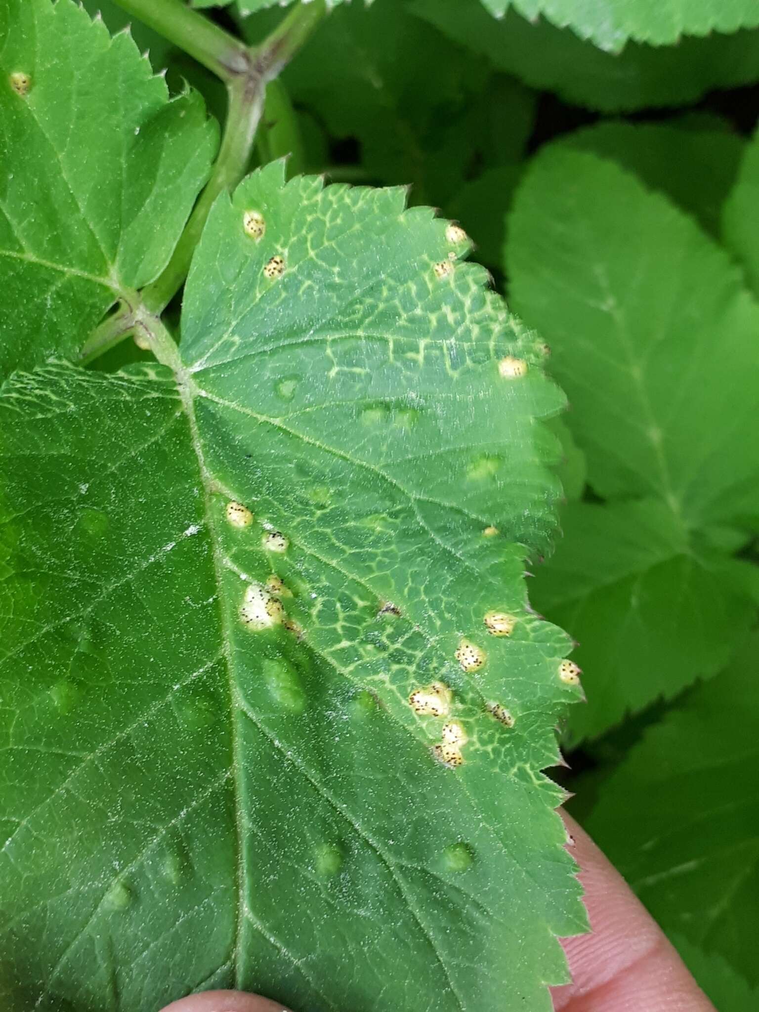 Image of Puccinia aegopodii (Schumach.) Link 1817