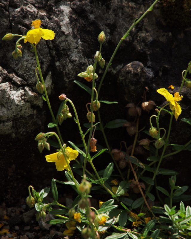 Helianthemum nummularium (rights holder: HermannFalkner/sokol)