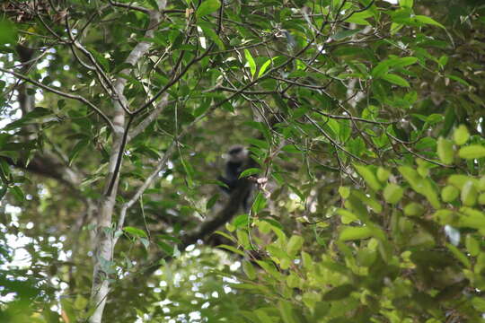 Image of Purple-faced langur