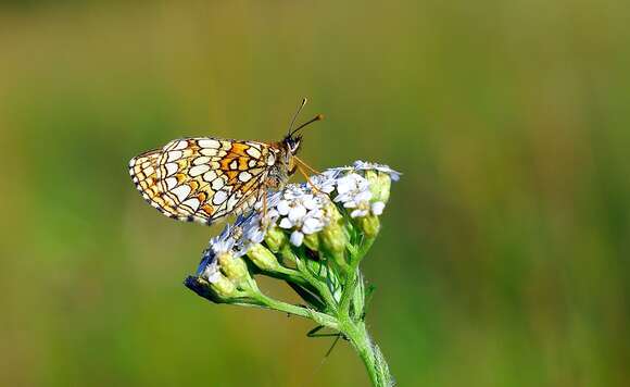 Imagem de Melitaea britomartis Assmann 1847