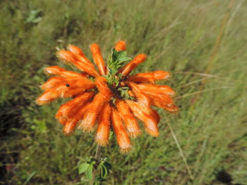 Image of Leonotis myricifolia Iwarsson & Y. B. Harv.