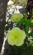 Hibiscus ribifolius A. Gray的圖片