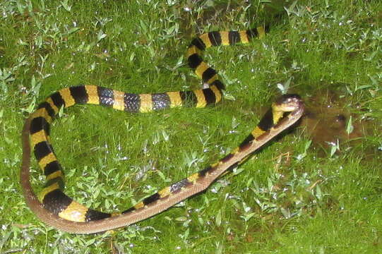 Image of Common Wolf Snake