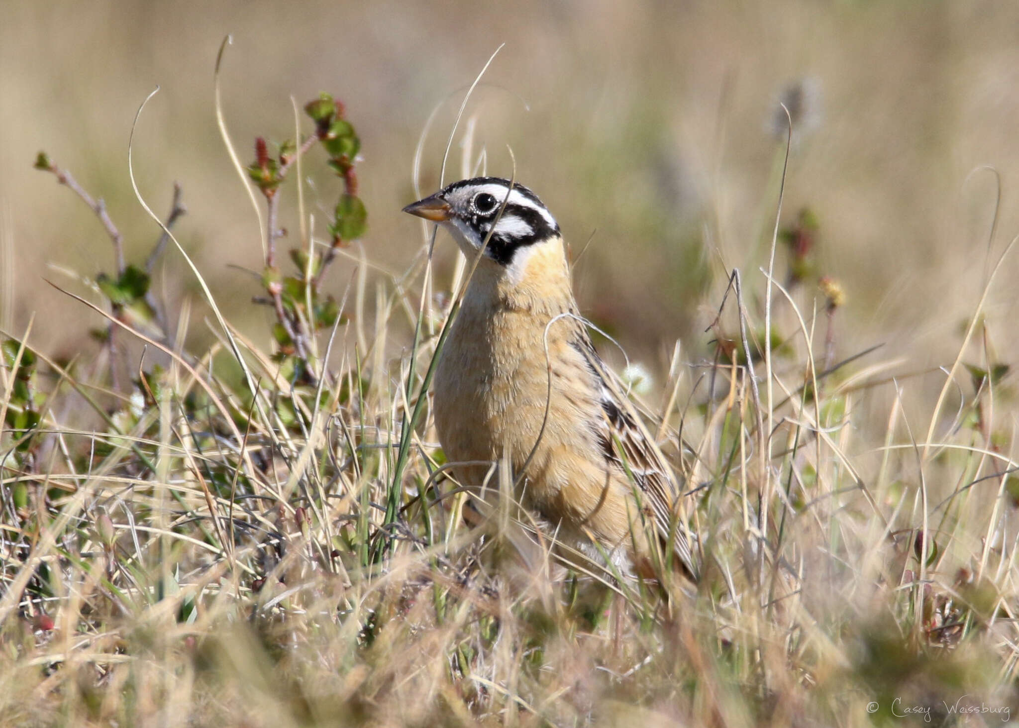 Image of Smith's Longspur