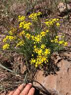 Image of Colorado rubberweed