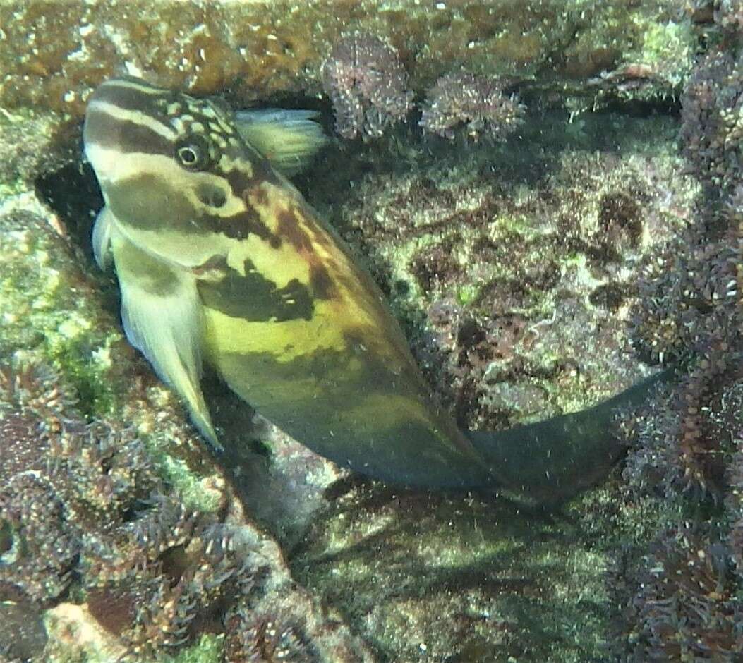 Image of Large-banded Blenny