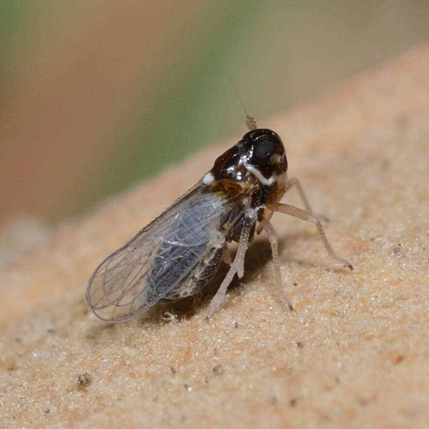 Image of Flavoclypeus andromedus (Van Duzee 1907)