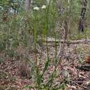 صورة Conospermum longifolium subsp. angustifolium (Meissn.) L. A. S. Johnson & Gillivray