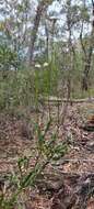 Image of Conospermum longifolium subsp. angustifolium (Meissn.) L. A. S. Johnson & Gillivray