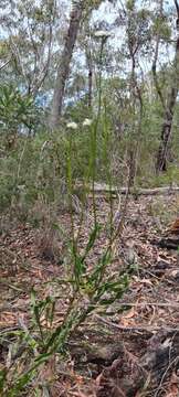 صورة Conospermum longifolium subsp. angustifolium (Meissn.) L. A. S. Johnson & Gillivray