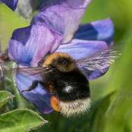 Image of Bombus occidentalis occidentalis Greene 1858