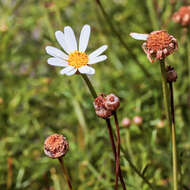 Image of Argyranthemum frutescens subsp. parviflorum (Pit. & Proust.) Humphr.