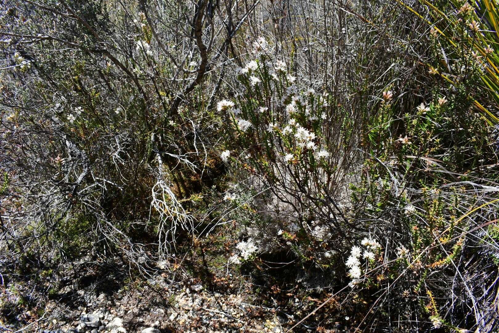 Image of Pink Swamp Heath