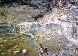 Image of Western Jumping Blenny