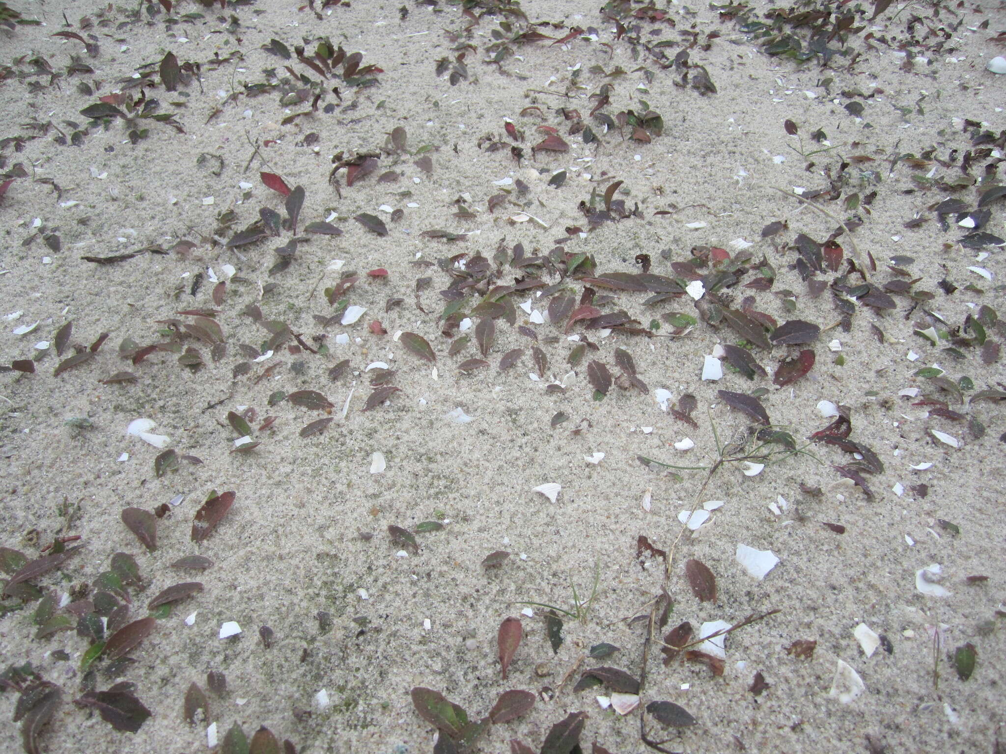 Image of Aetheorhiza bulbosa subsp. bulbosa