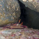 Image of red porcelain crab