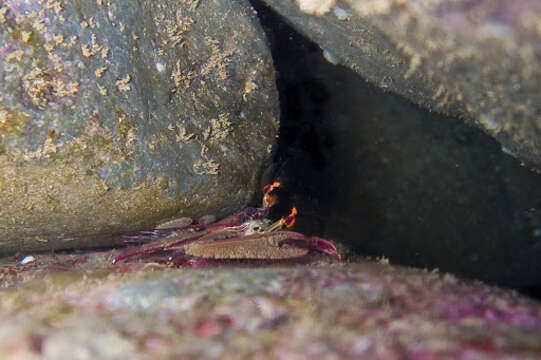 Image de Petrolisthes coccineus (Owen 1839)