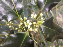 Image of English holly