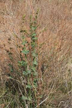 Plancia ëd Limonium otolepis (Schrenk) Kuntze