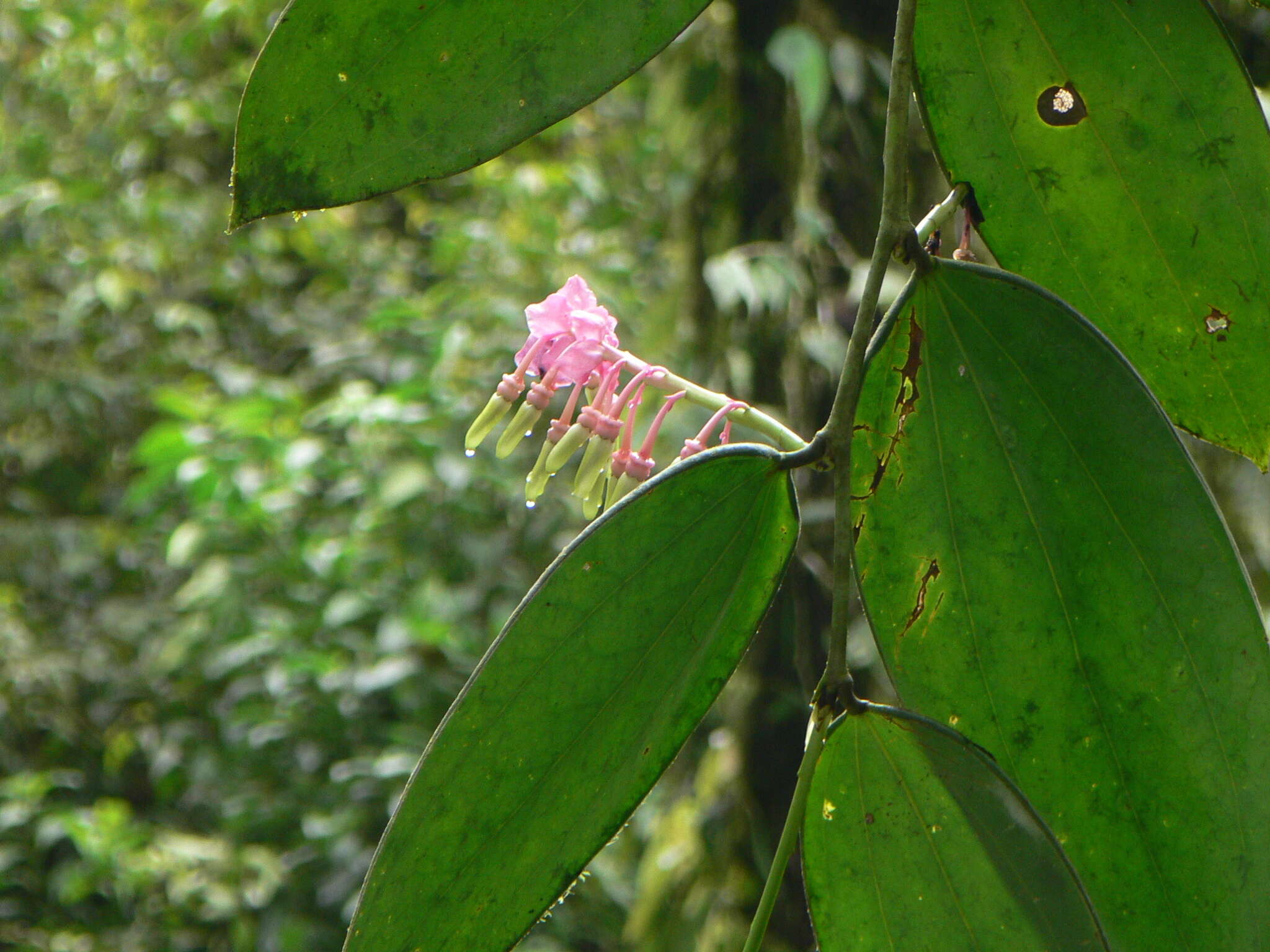 Imagem de Cavendishia grandifolia Herold