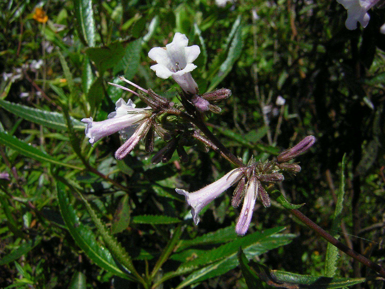 Eriodictyon californicum (Hook. & Arn.) Greene resmi