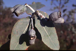 Image of Eucalyptus ceracea M. I. H. Brooker & C. C. Done