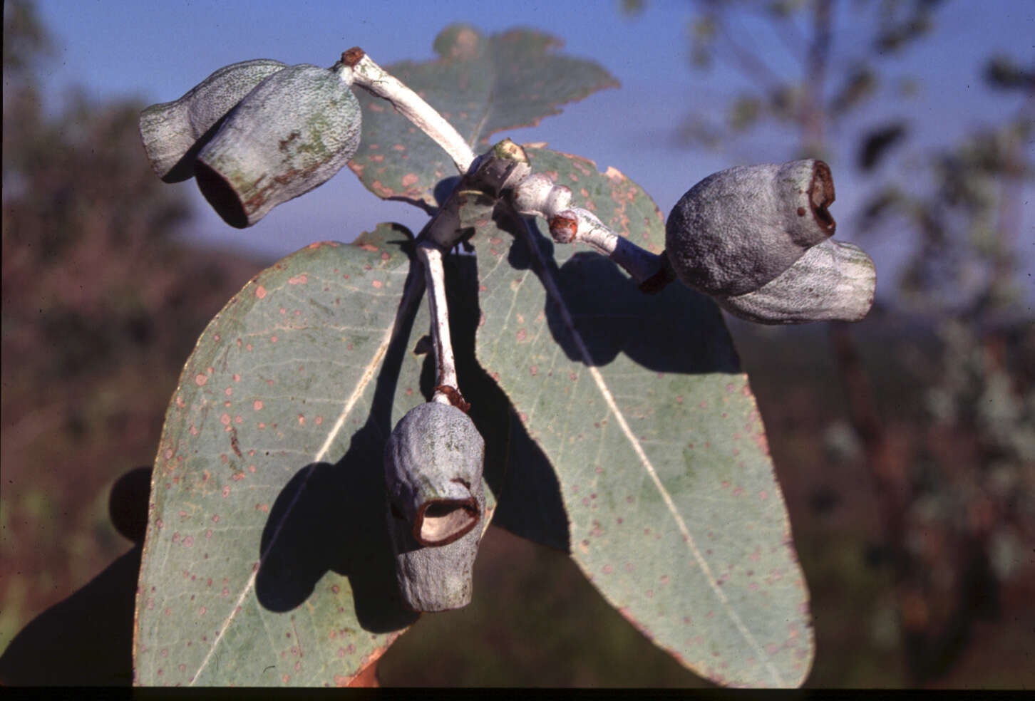 Image of Eucalyptus ceracea M. I. H. Brooker & C. C. Done