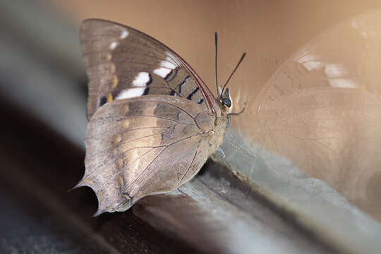 Charaxes xiphares kenwayi Poulton 1929 resmi