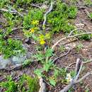 Plancia ëd Senecio eremophilus var. kingii (Rydb.) Greenm.