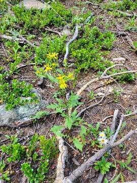 Plancia ëd Senecio eremophilus var. kingii (Rydb.) Greenm.