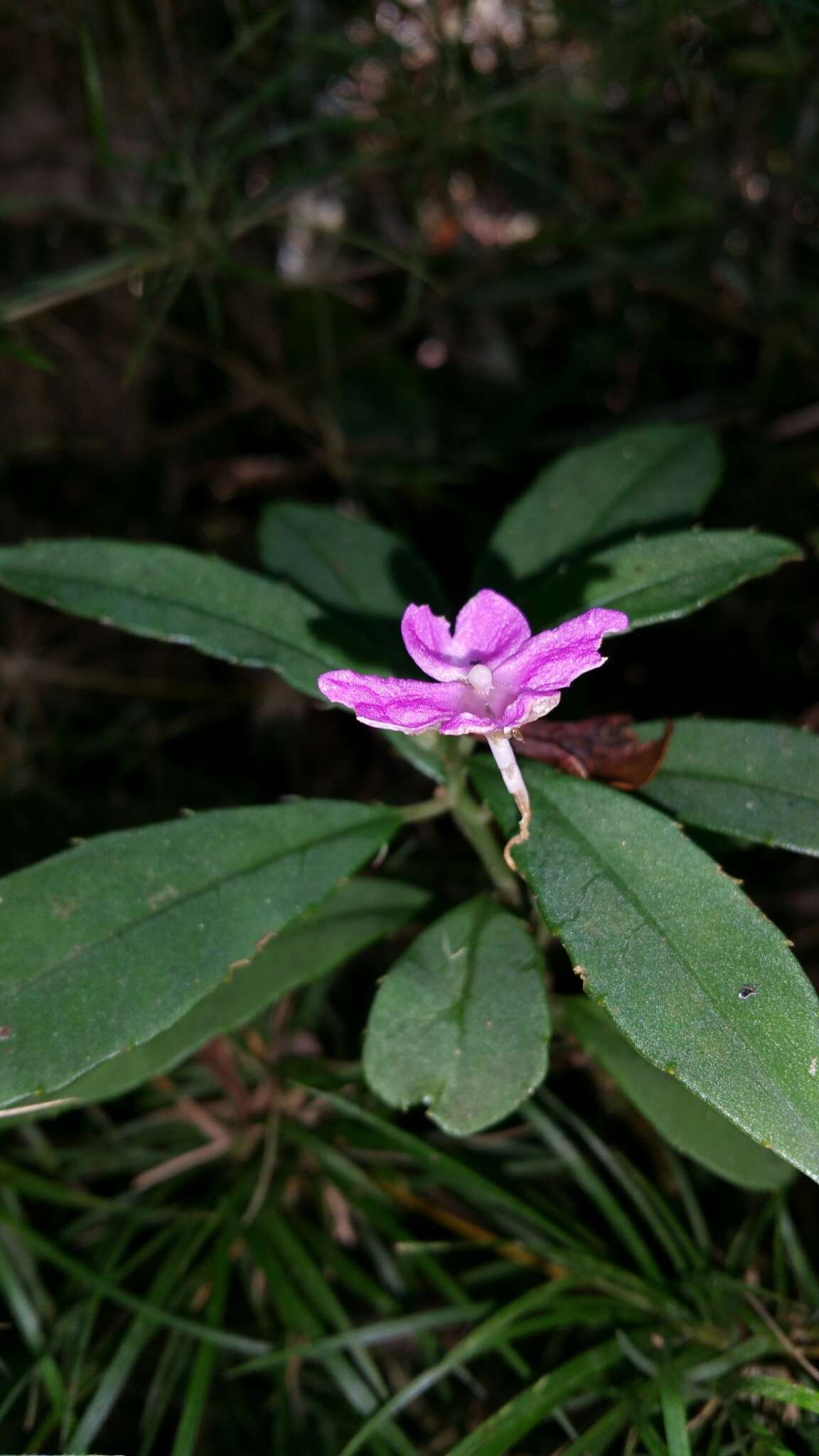 Image of Impatiens firmula Baker