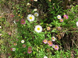 Image of Latin American Fleabane