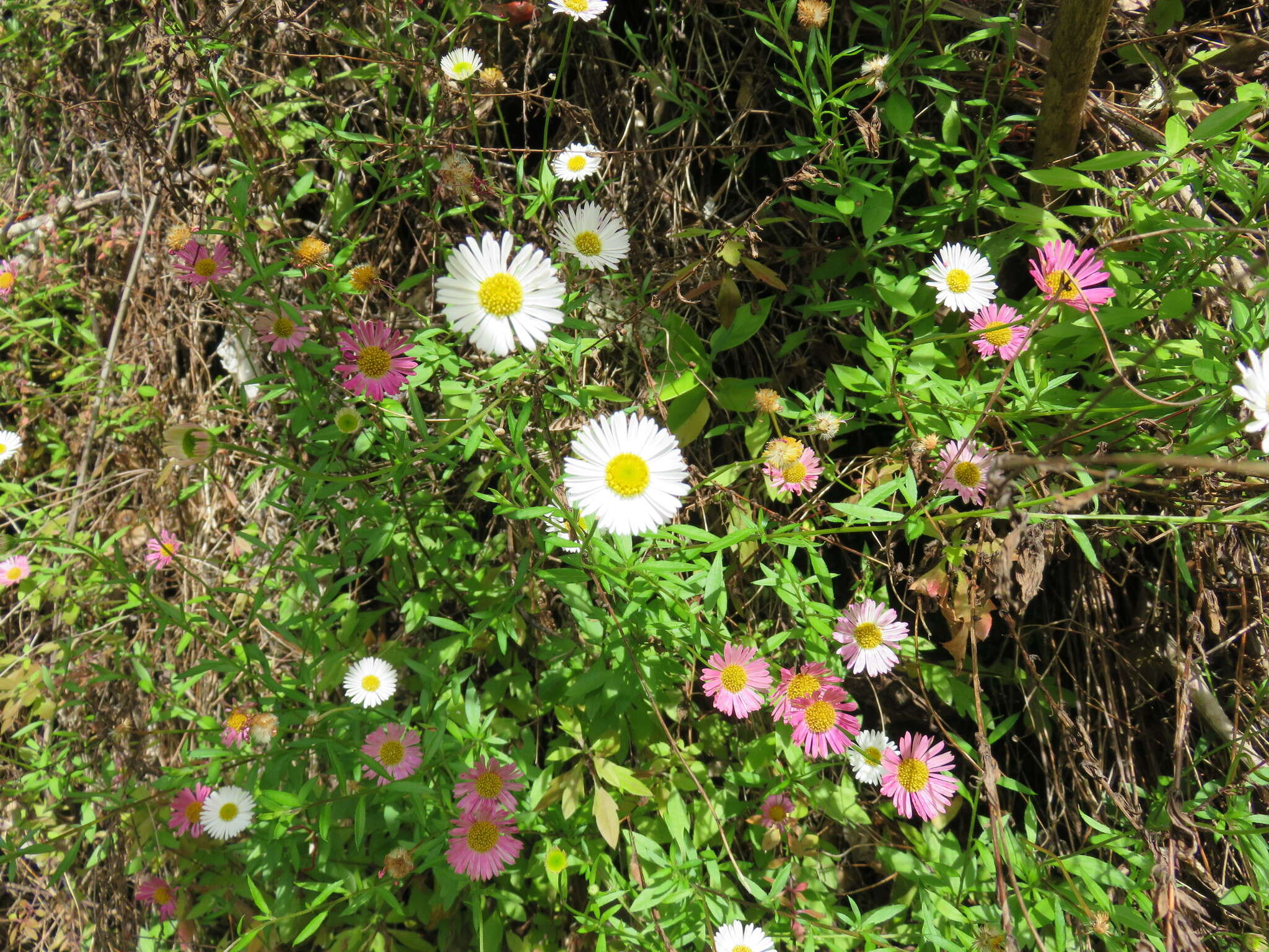 Слика од Erigeron karvinskianus DC.