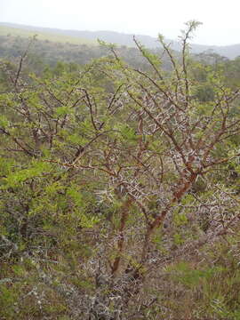 Plancia ëd Vachellia karroo (Hayne) Banfi & Galasso