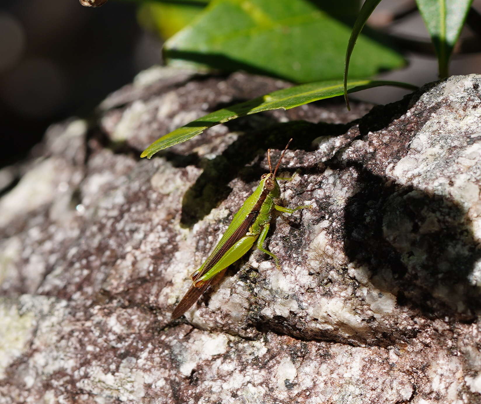 Image of Gesonula mundata (Walker & F. 1870)