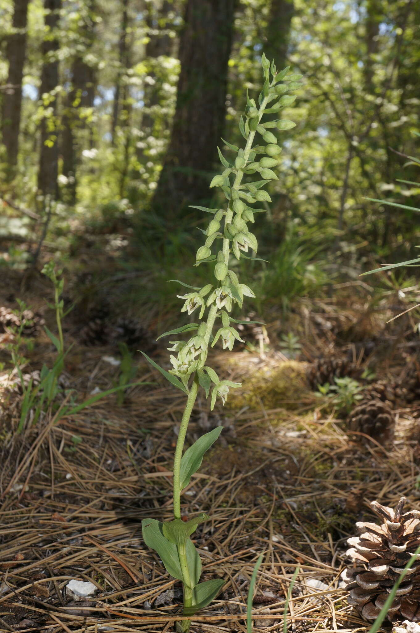 Image de Epipactis krym-montana Kreutz, Fateryga & Efimov