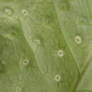 Imagem de Tectaria heracleifolia (Willd.) Underw.