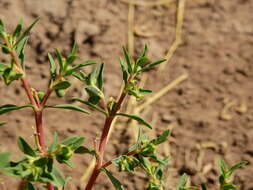 Image of Euphorbia collina Phil.