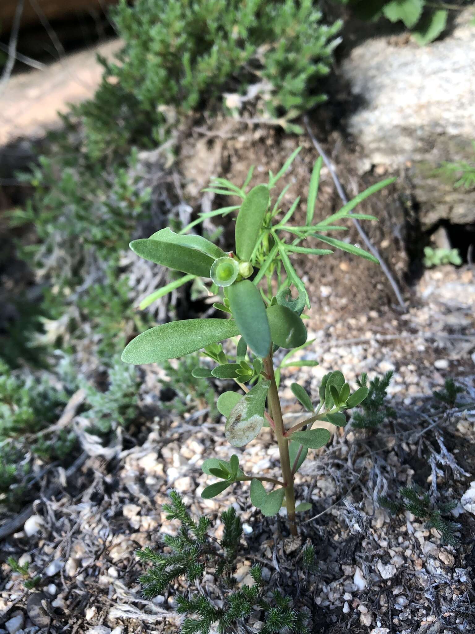 Pegomya rufescens (Stein 1898)的圖片